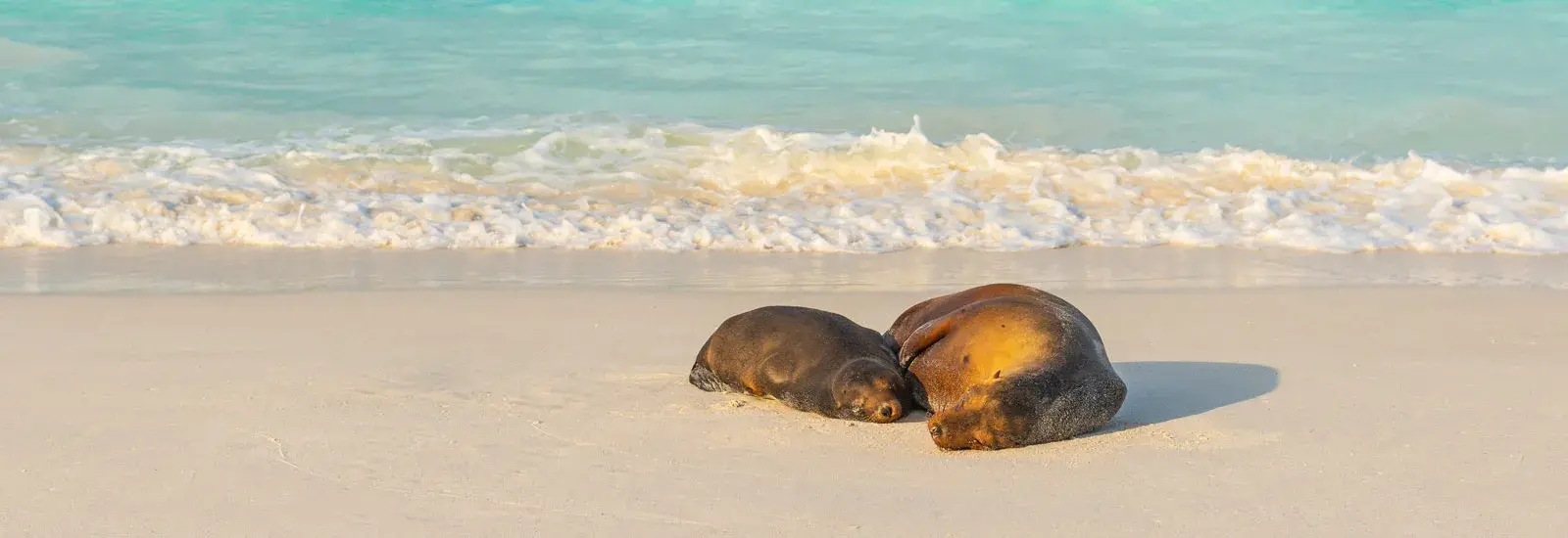 Galapagos 5 Day North-Eastern Islands Cruise | Monique