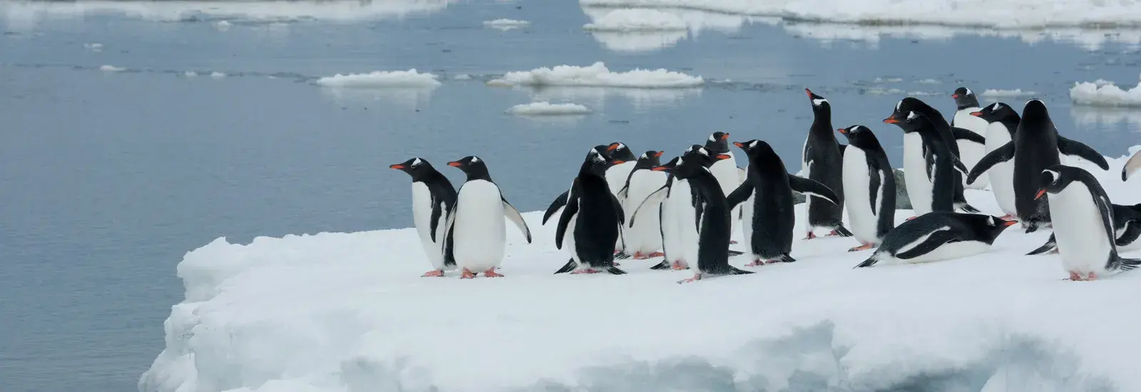 Antarctica Classic | MS Expedition