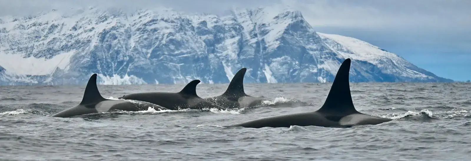 Polar Odyssey between Northeast Greenland &amp; Spitsbergen | Le Commandant Charcot