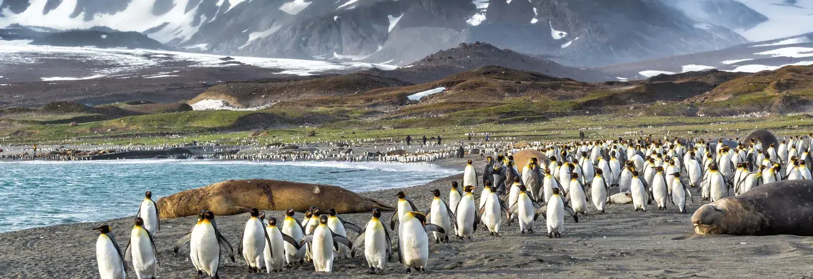 Falkland Islands, South Georgia &amp; Antarctica | Ocean Albatros