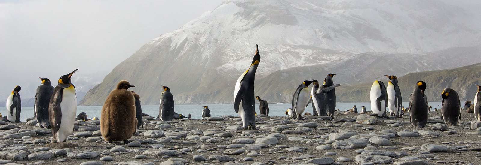 Ultimate New Year's Falklands, South Georgia &amp; Antarctic Circle | Ocean Albatros