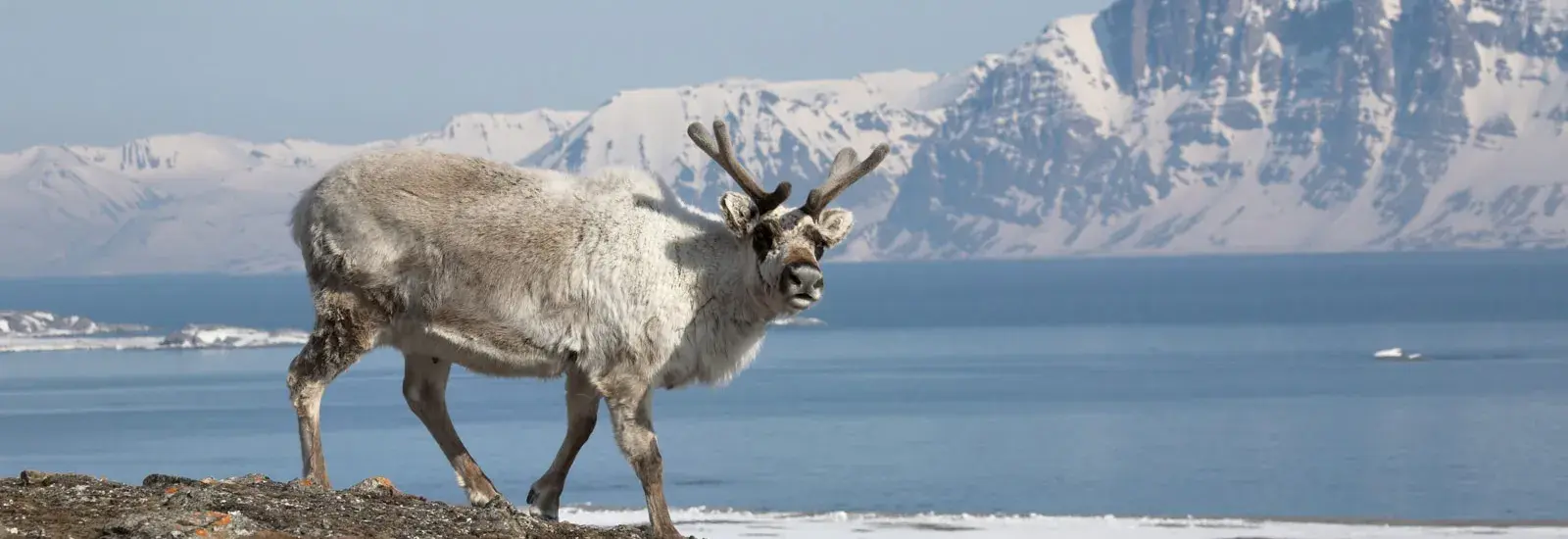 Svalbard Explorer: Best of High Arctic Norway | Ocean Explorer