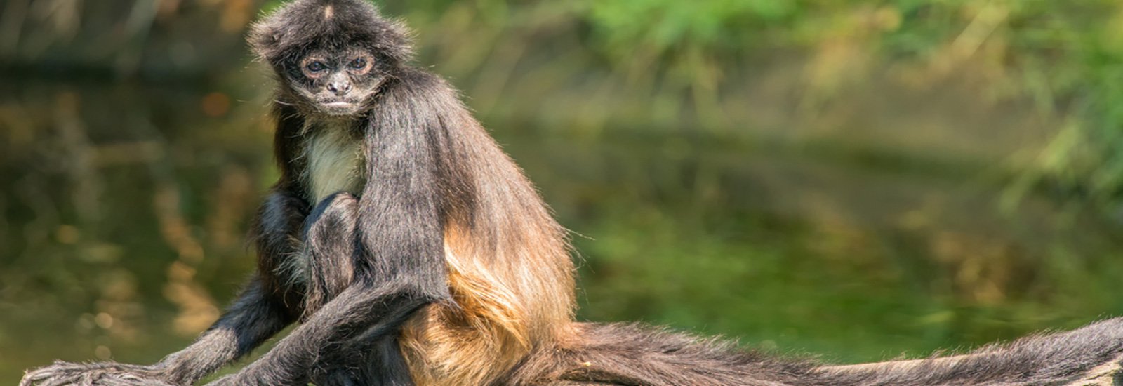 shutterstock_299399960