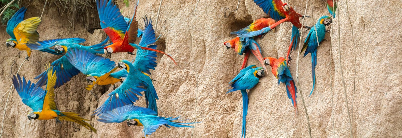 Peru Amazon Extension | Refugio Amazonas