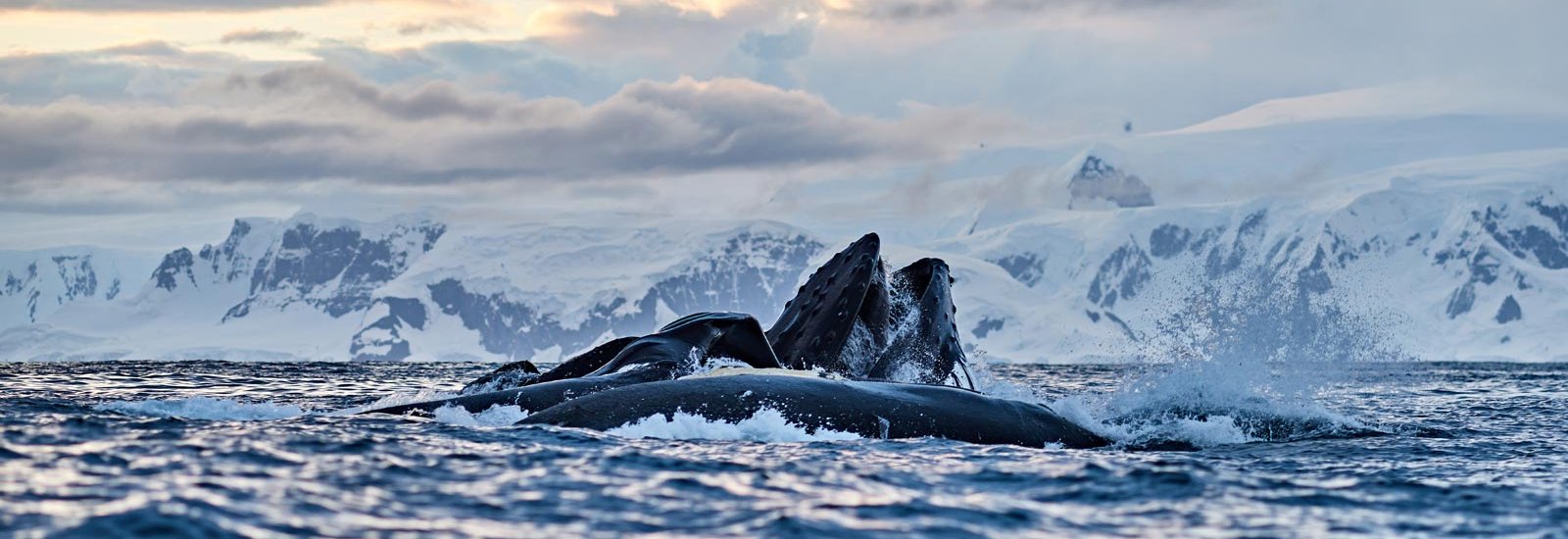 Best of Antarctica's Whale Season 26/27 | Seaventure