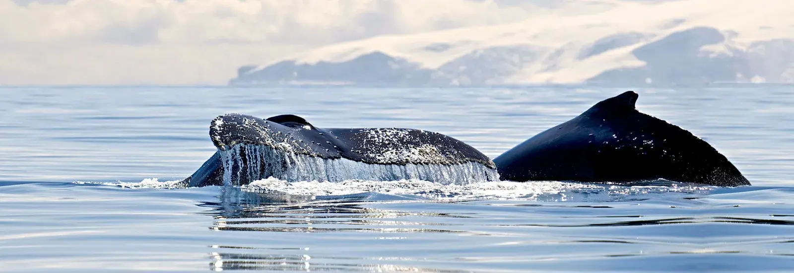 Christmas Season in Antarctica | Ocean Victory Christmas Season in Antarctica | Ocean Victory