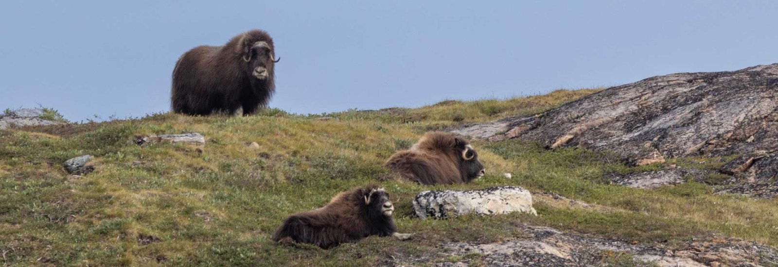 West Greenland: Exploring the Far North | Ocean Explorer