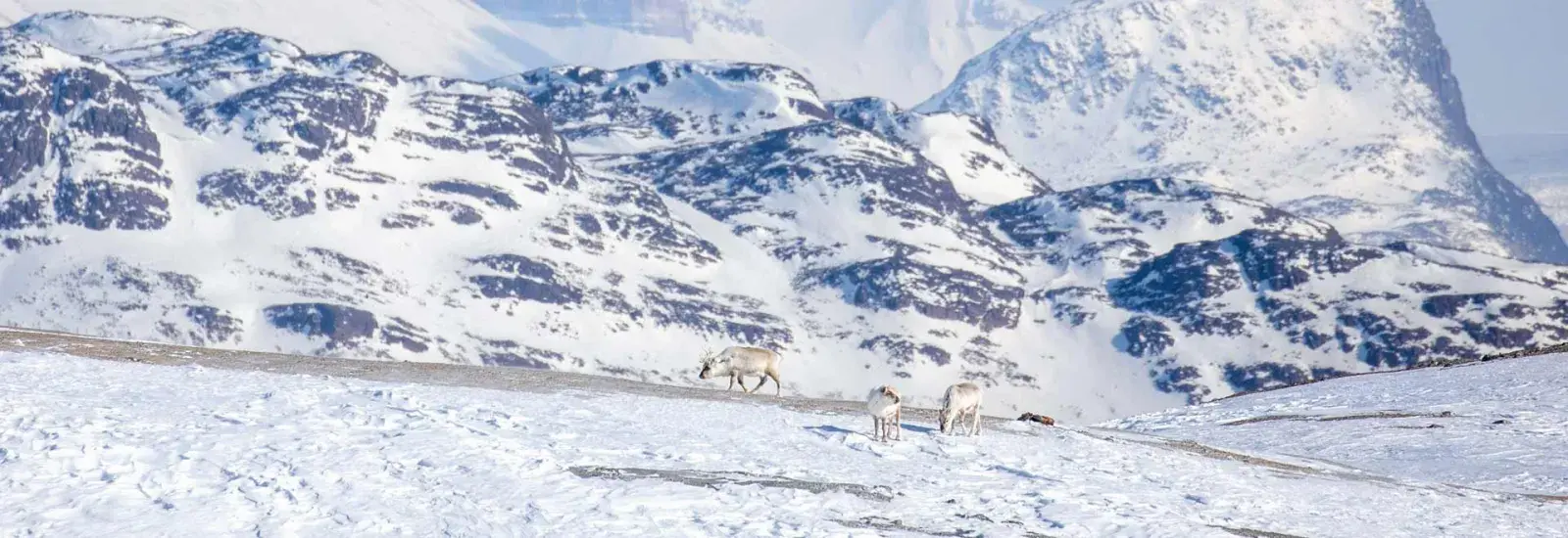 Svalbard In Spring | Ocean Explorer