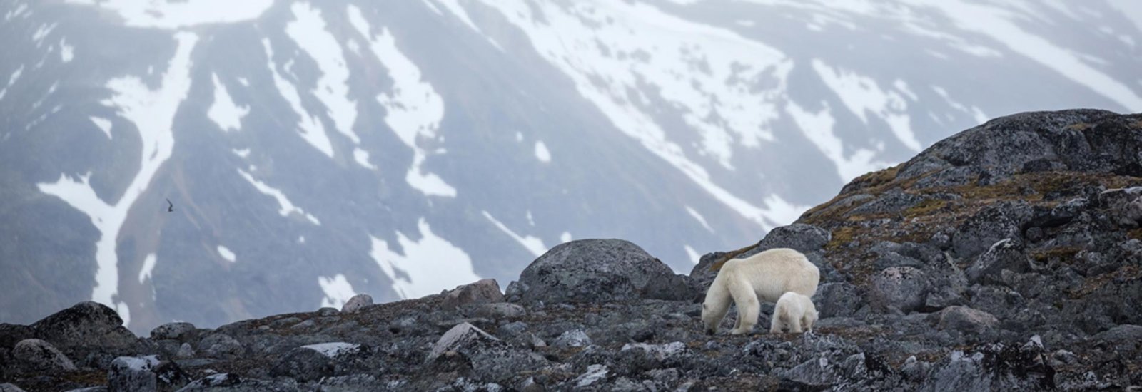 Svalbard In Summer | Ultramarine