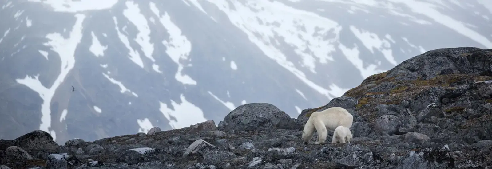 Svalbard In Summer | Ultramarine