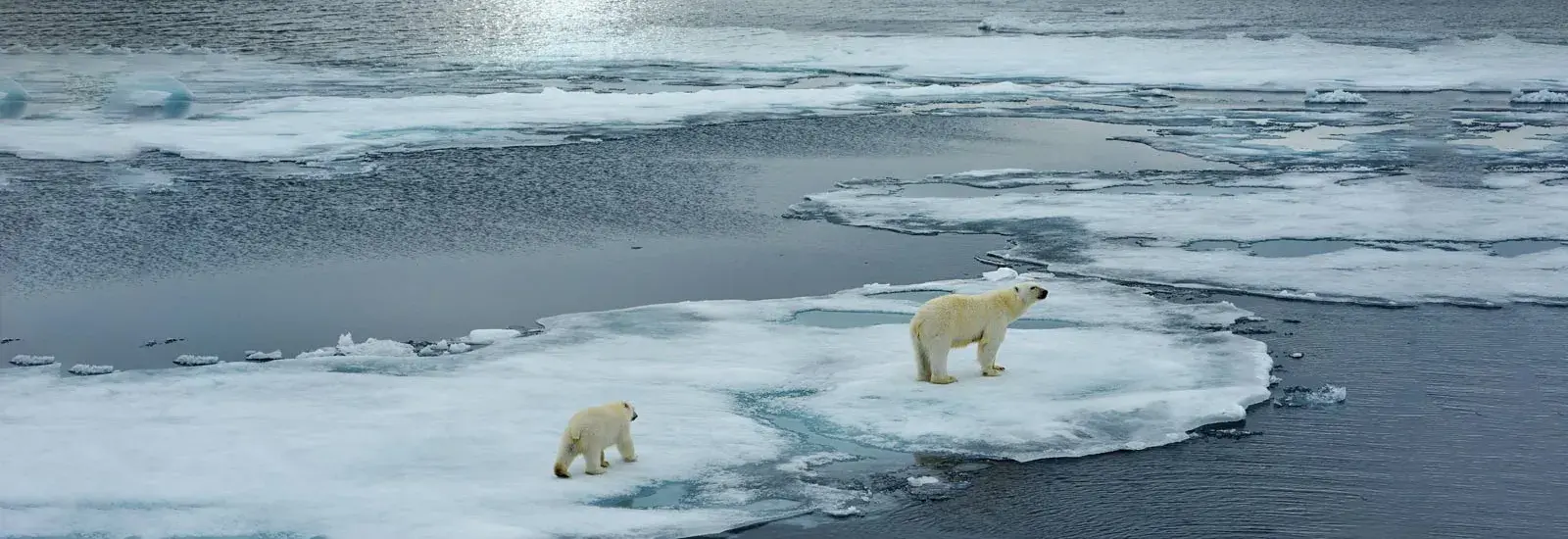 Svalbard Express | Ocean Albatros