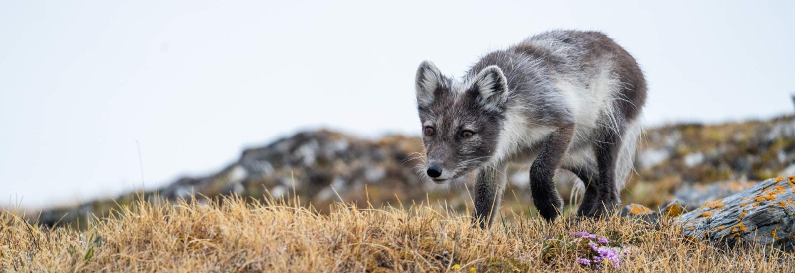 Arctic Sights &amp; Northern Lights 2027 | Sea Spirit