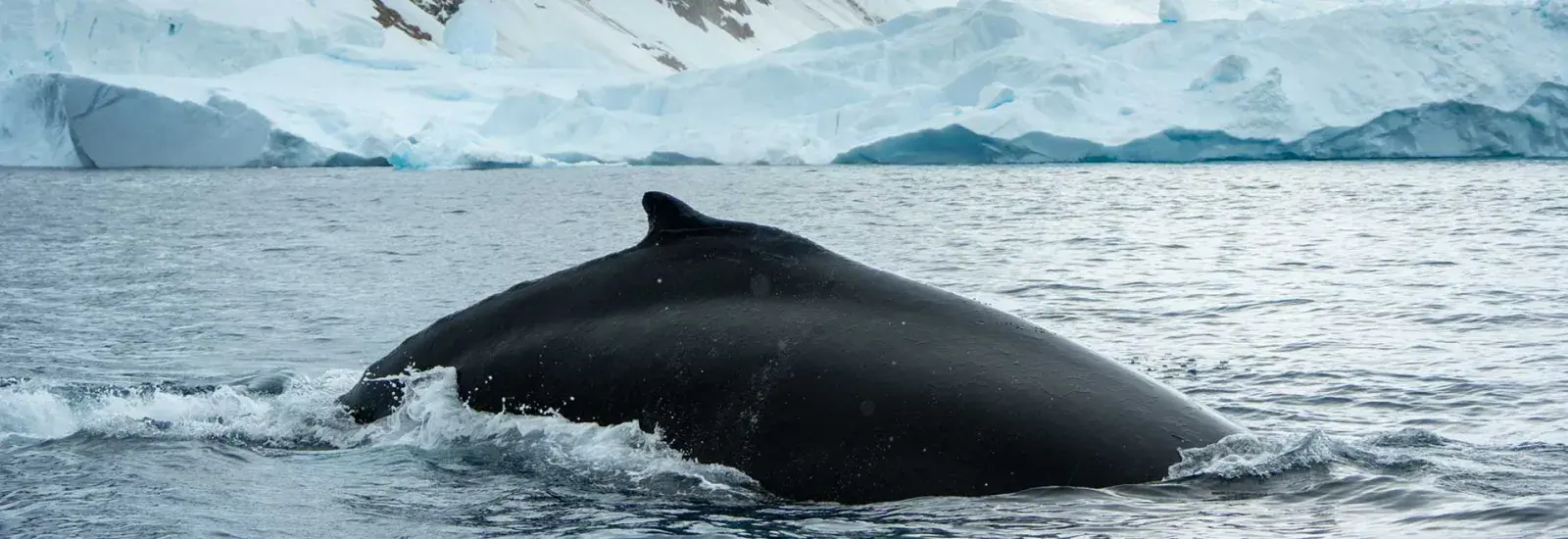 Antarctica's Whale Season | Ocean Nova