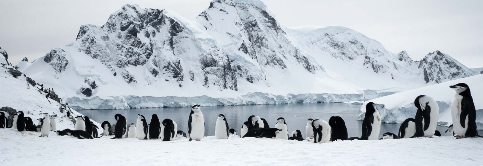 Ultimate Antarctic Circle Crossing | Ocean Albatros