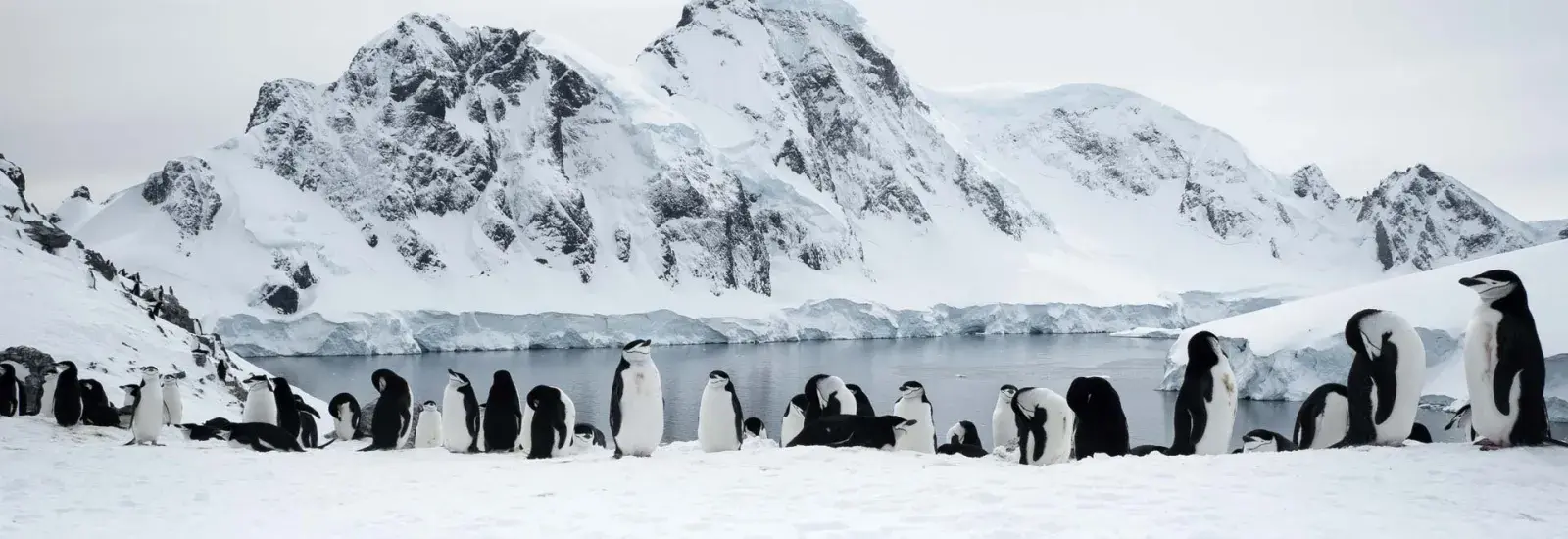 Ultimate Antarctic Circle Crossing | Ocean Albatros