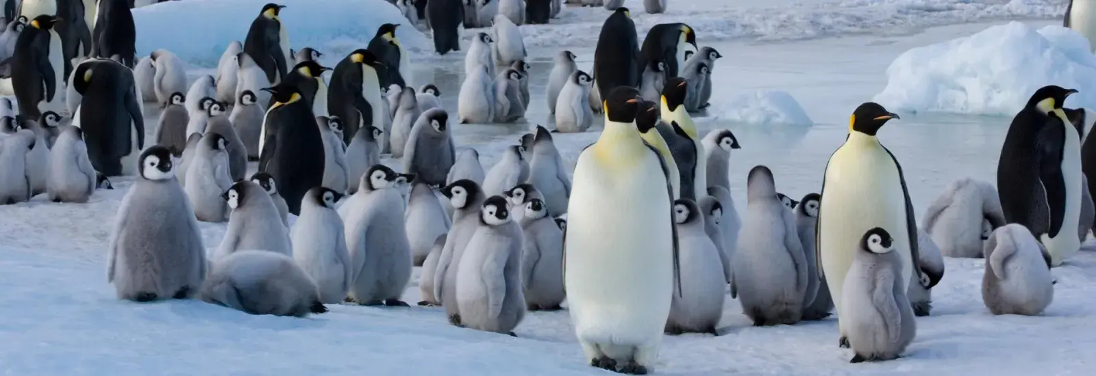 Celebrating New Year's in Antarctica 2027 | Ocean Albatros