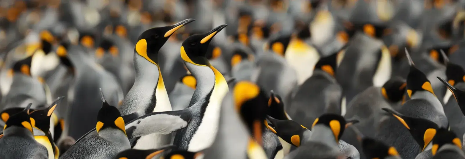 Extended Falklands, South Georgia &amp; Antarctic Circle | Ocean Albatros