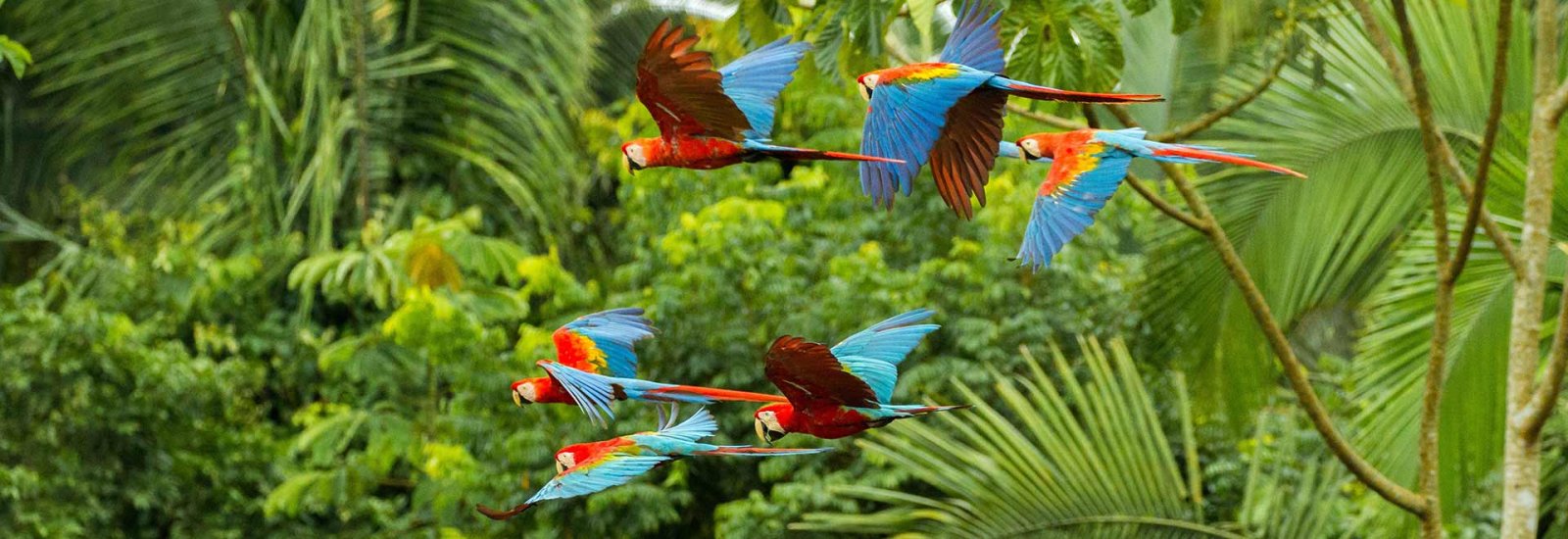 Ultimate Peruvian Amazon Expedition 5 Days | Amazon Explorer