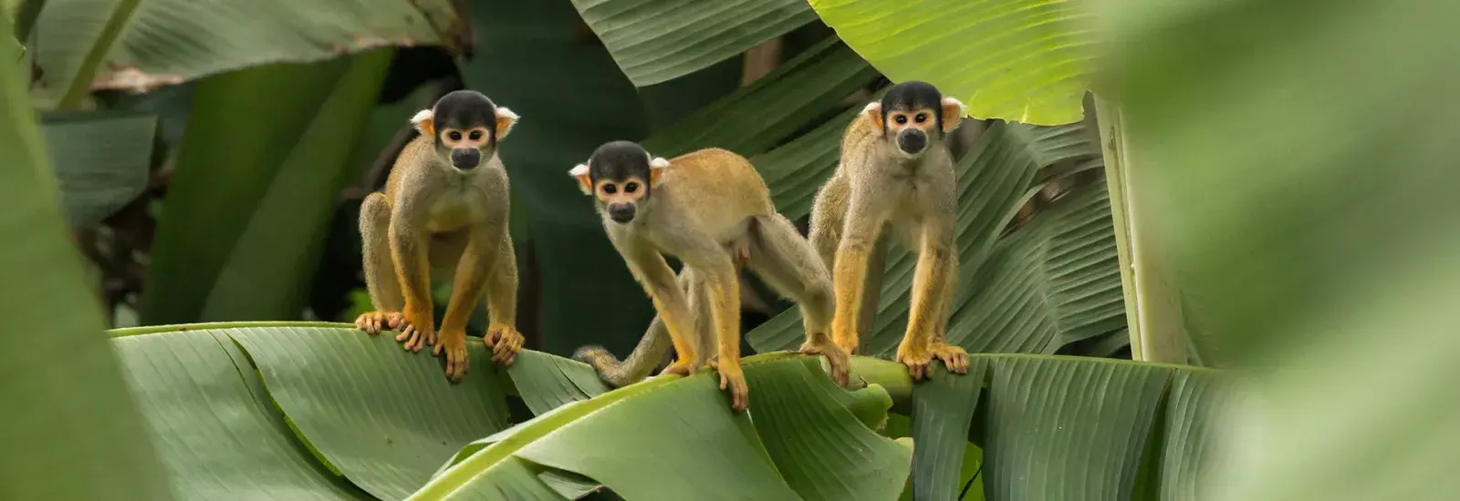 Ultimate Peruvian Amazon Expedition 4 Days | Amazon Explorer