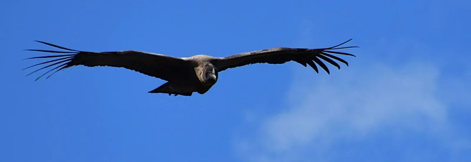Andean condor, Argentina