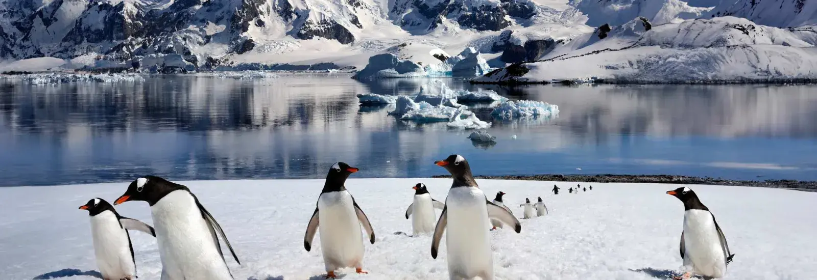 Complete Antarctica: Fly In, Sail Out | Ocean Nova