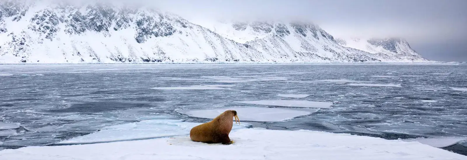 Exploring Svalbard | SH Diana