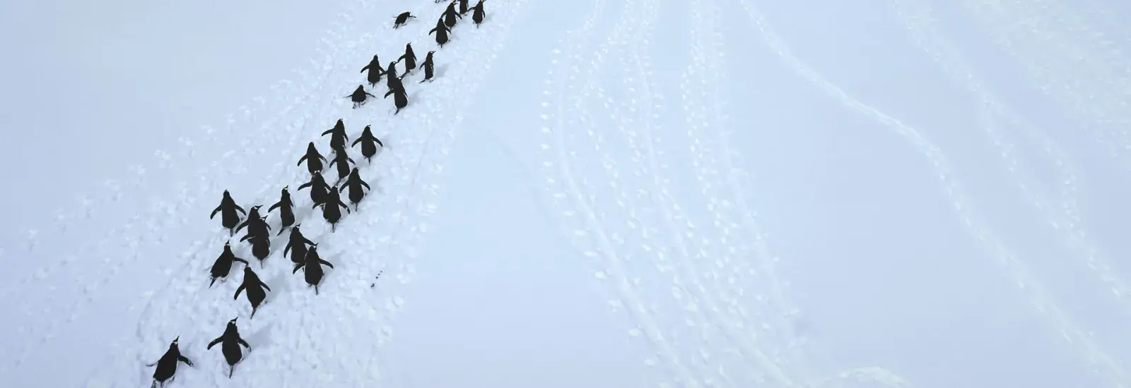 Spirit of Antarctica: New Scientist 11 days | Douglas Mawson