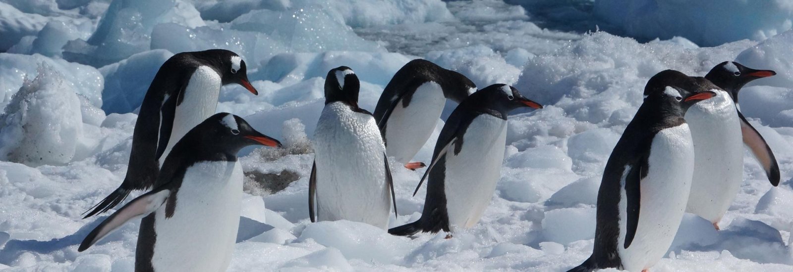 Across the Antarctic Circle: Fly the Drake | Douglas Mawson