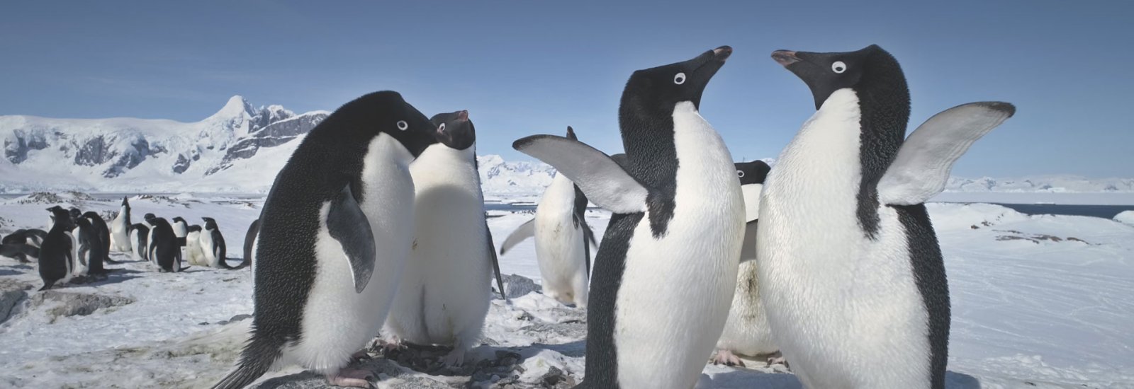 Antarctic Explorer: New Scientist | Douglas Mawson