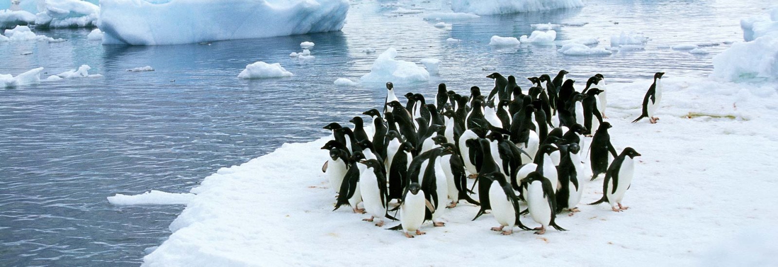 Antarctic Explorer 2027/2028 | Douglas Mawson