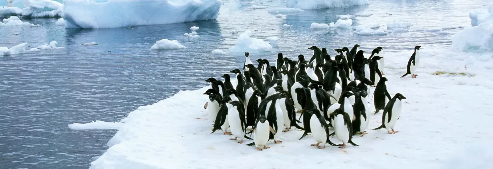 Antarctic Explorer 2027/2028 | Douglas Mawson