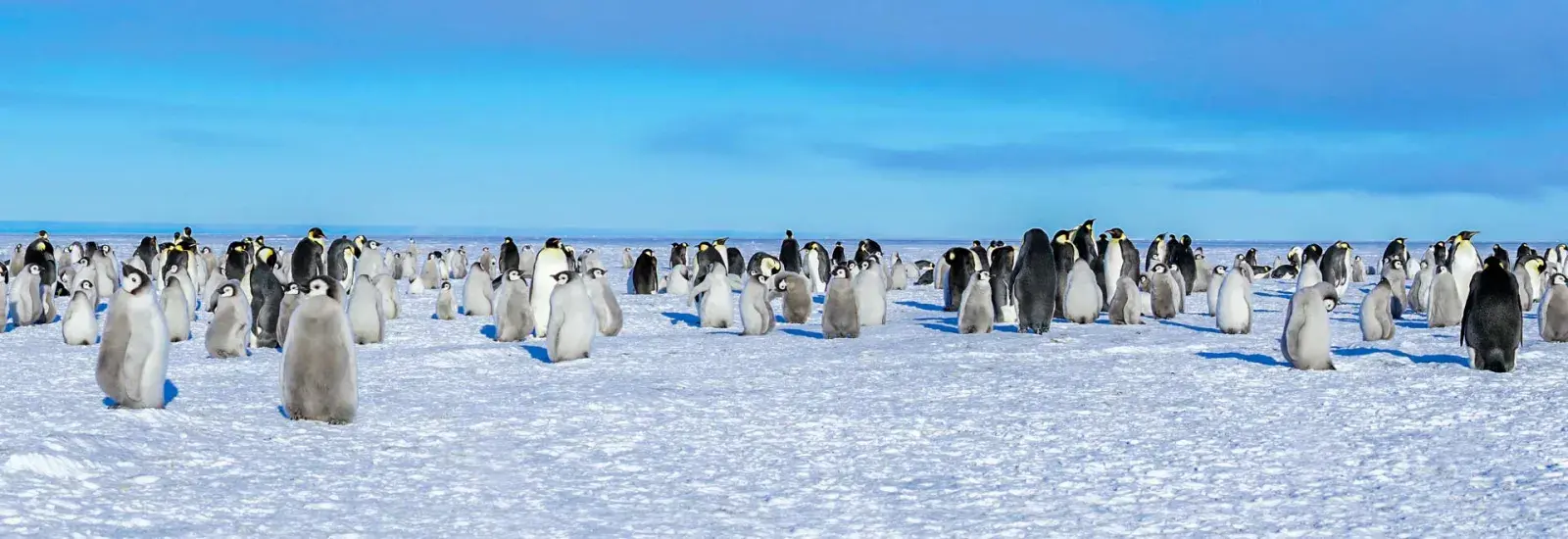 Ultimate Antarctica Adventure From Ushuaia to Dunedin | SH Minerva