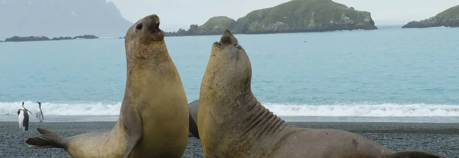Falklands, South Georgia &amp; Valdes Peninsula: In The Heart Of The Wilderness | Le Lyrial