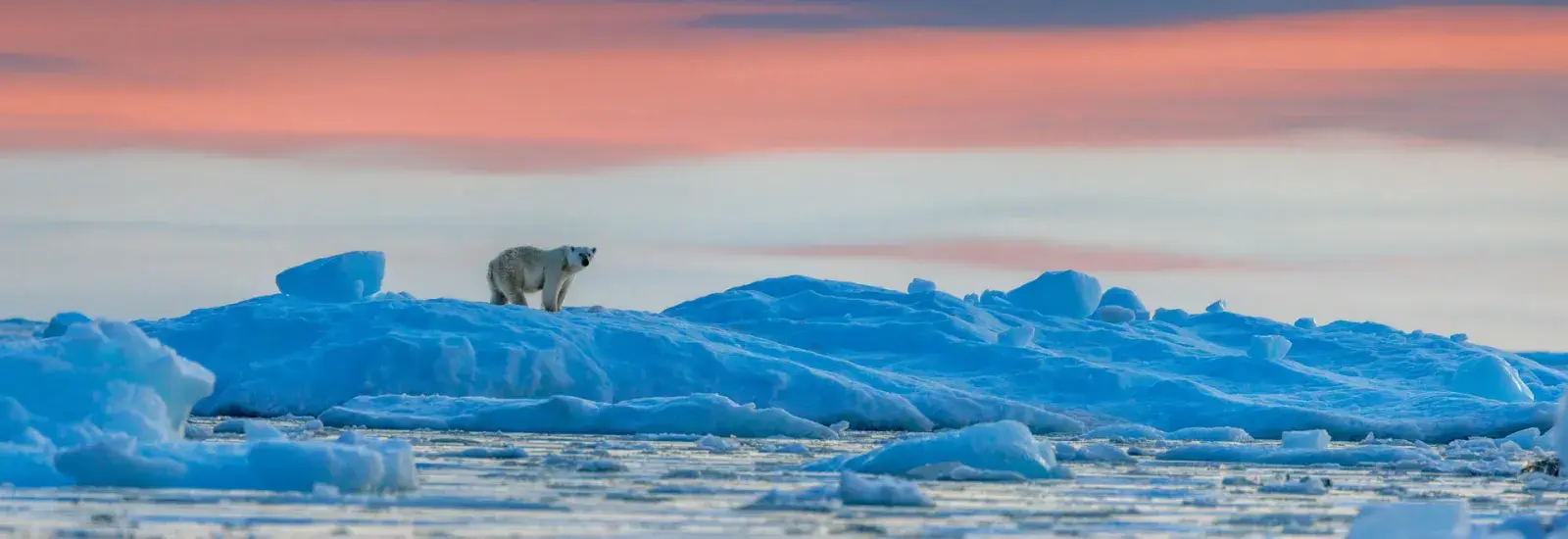 Svalbard Expedition &amp; Iceland | Pursuit