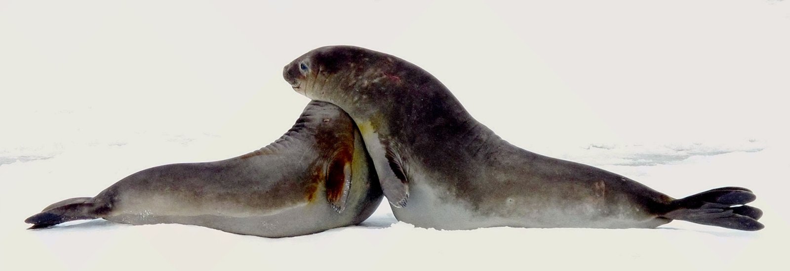 Antarctic Feast: Circle in Depth | Douglas Mawson