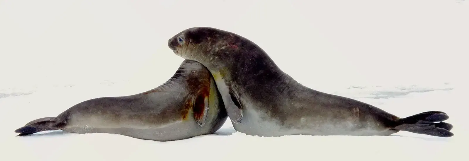 Antarctic Feast: Circle in Depth | Douglas Mawson