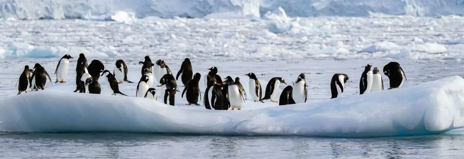 Antarctic Wonders: Roundtrip From Ushuaia | SH Vega
