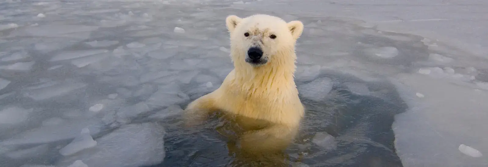 High Arctic: Ellesmere Island &amp; Northwest Greenland | Venture