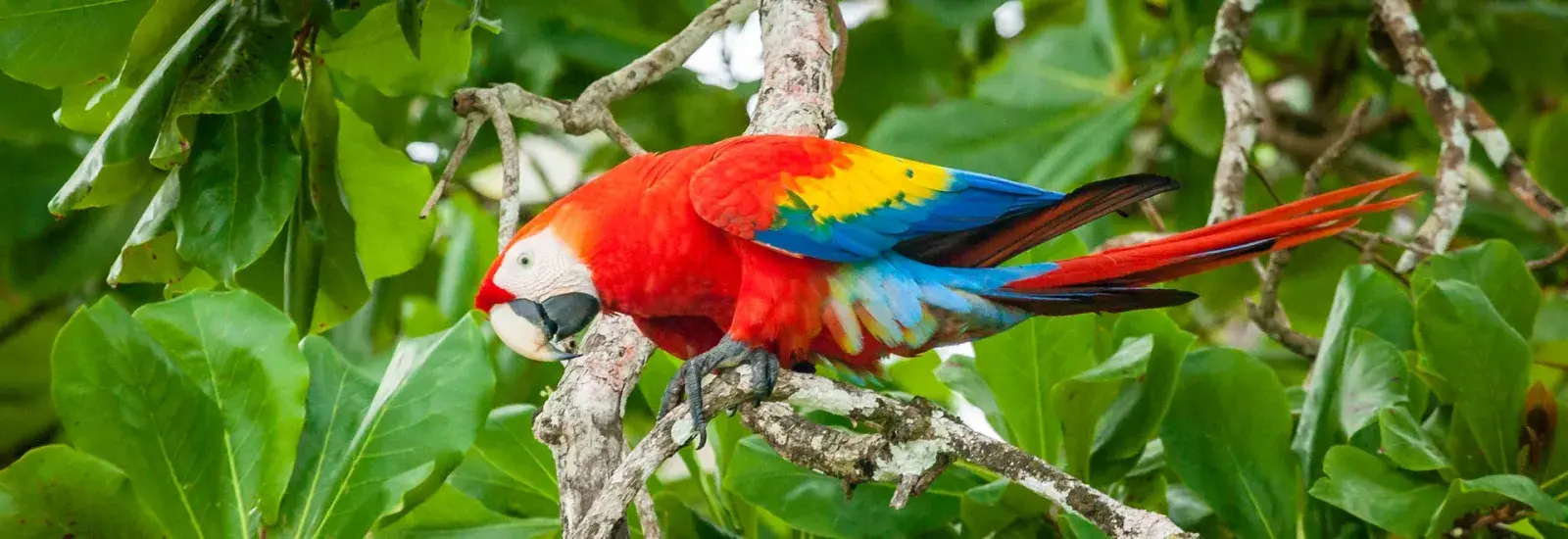 Costa Rica's Wild Pacific &amp; Luxury (B) | Galaxy Zibo