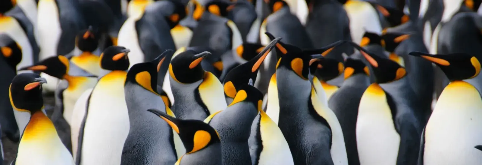 King penguins in South Georgia