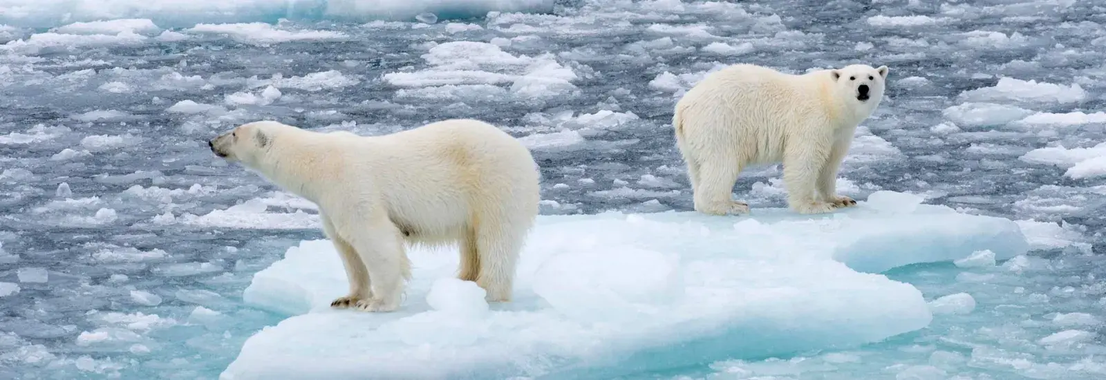 Svalbard: North to the Midnight Sun | Discoverer
