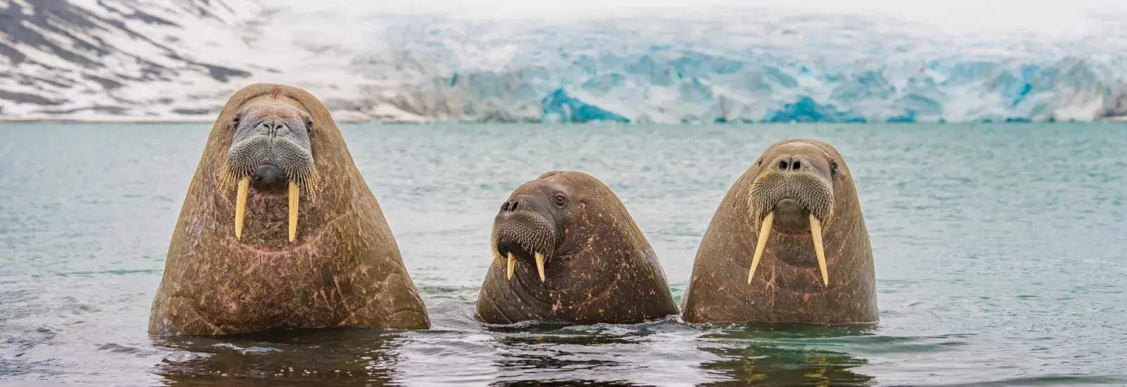 Exploring Svalbard | SH Vega Exploring Svalbard | SH Vega