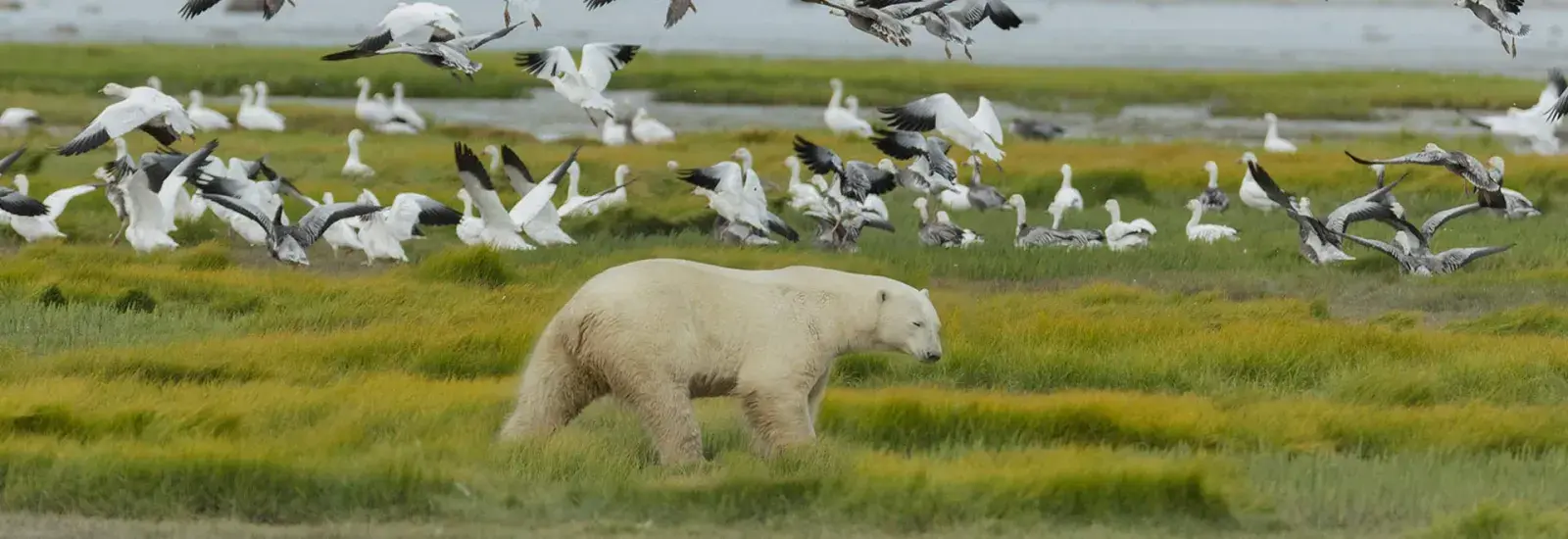 Birds, Bears &amp; Belugas | Seal River Heritage Lodge