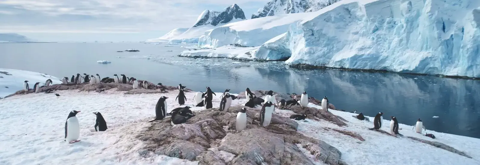 Cruise to the Antarctic Circle | SH Vega