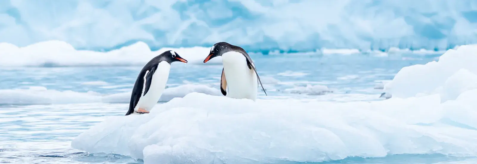 Antarctic Peninsula Expedition 12-Day: Including South Shetland Islands | Heritage Discoverer