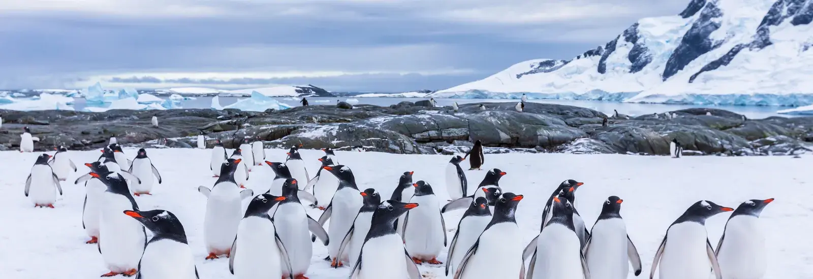 Polar Circle - Deep South Discovery | Plancius