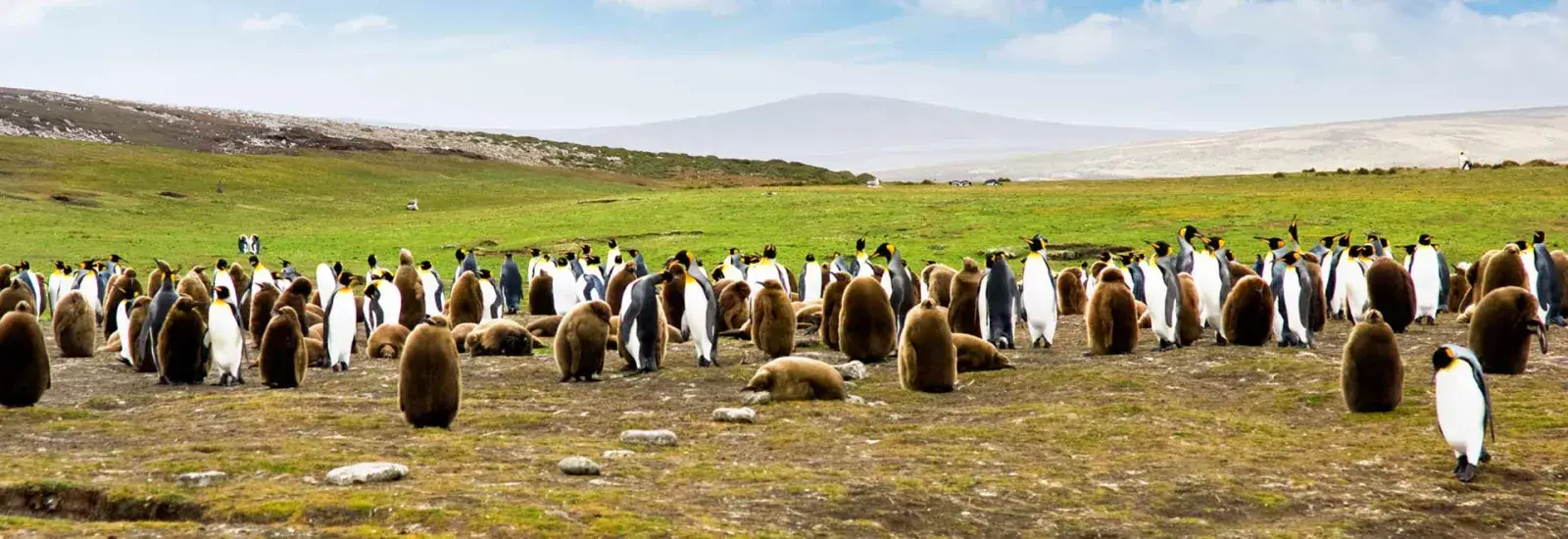Ultimate South Georgia, Falklands &amp; Antarctic Peninsula 22-Day | Heritage Discoverer