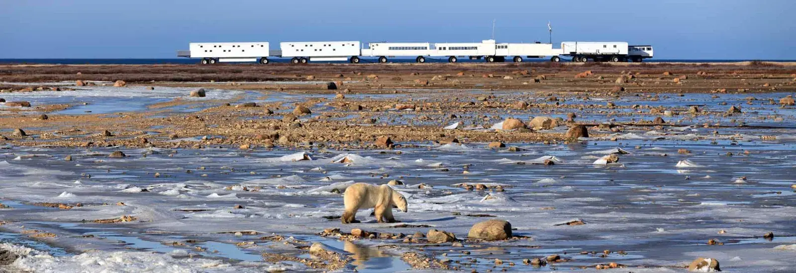 Town &amp; Polar Bears | Tundra Buggy Lodge