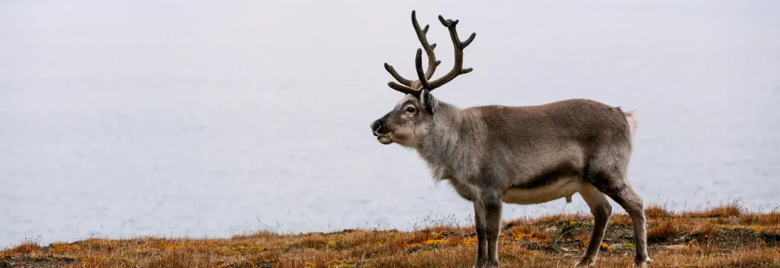 Ultimate Svalbard | SH Diana Ultimate Svalbard | SH Diana
