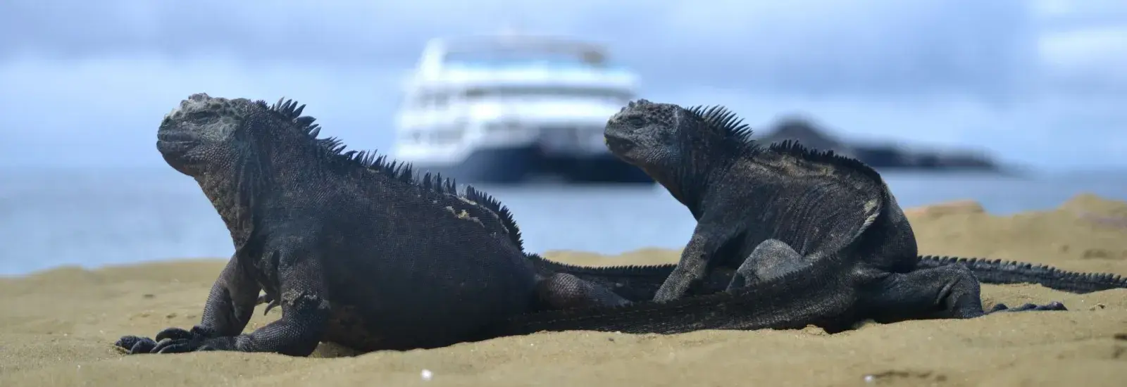 Galapagos Island cruise planning